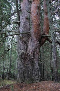 читать чуковский зеленый шум